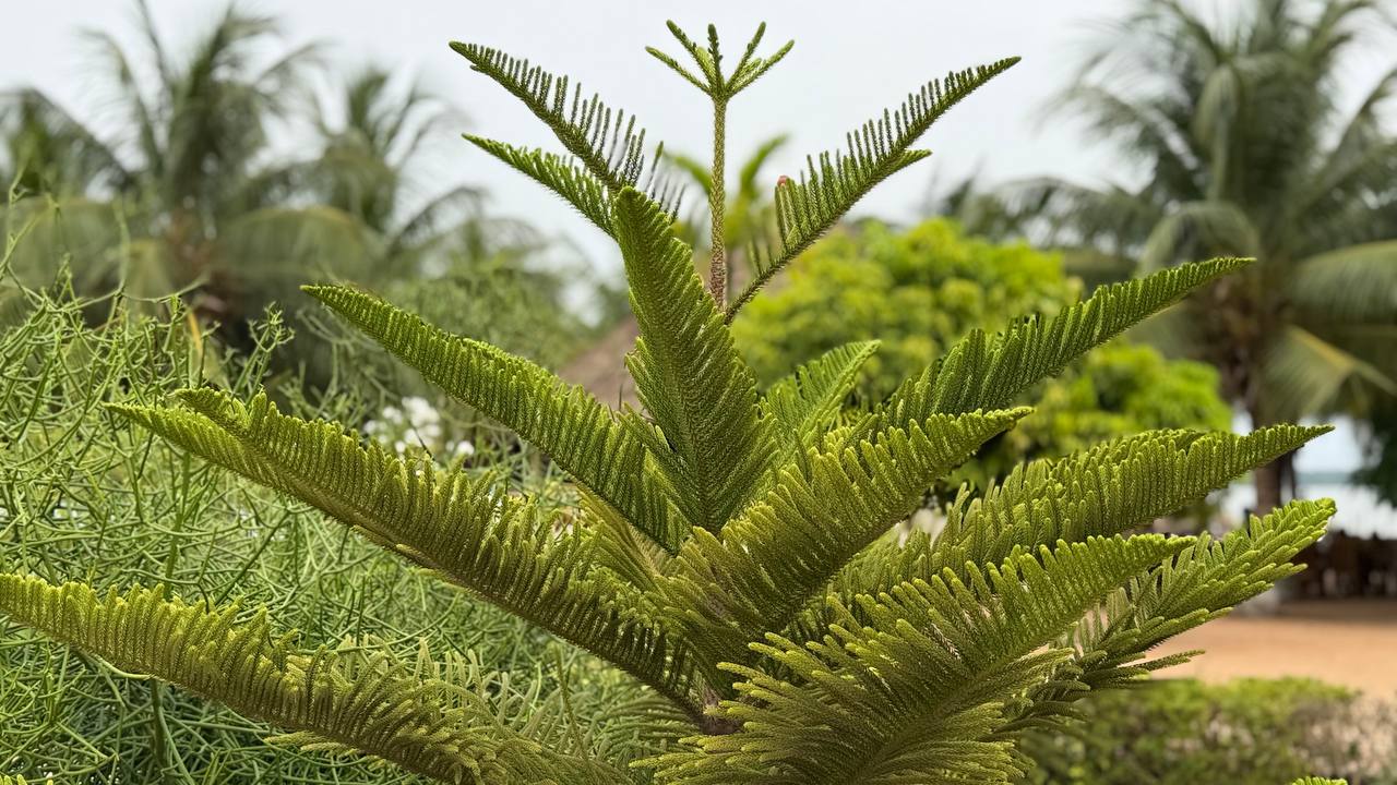 Gartens tropicaux